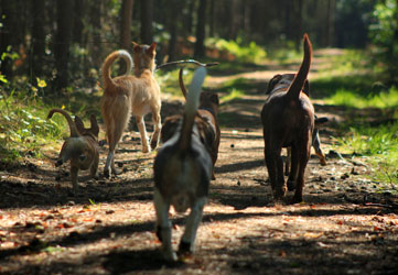 Hundebetreuung Friedrichshain 1